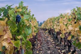 queda na produção de vinhos franceses em 2019