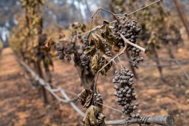 Produtores de vinho na Califórnia renunciam à safra de 2020