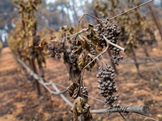 Produtores de vinho na Califórnia renunciam à safra de 2020