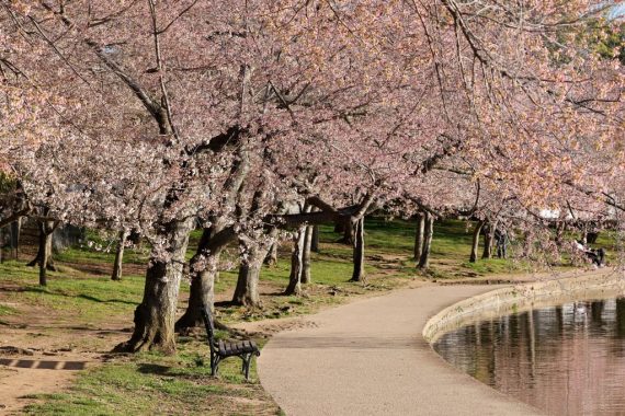 Cerejeiras em flor em Washington