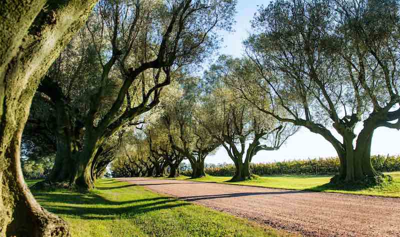 Uruguai: 8 experiências com vinhos na região de Montevidéu